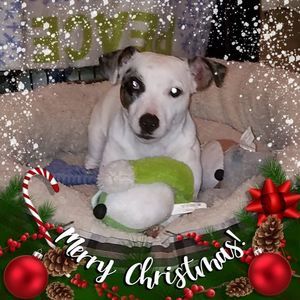 Meet your Posher, Misty